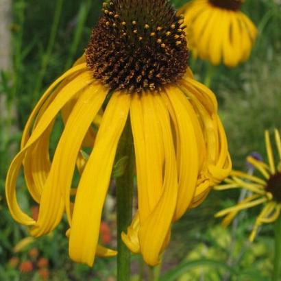 Echinacea paradoxa