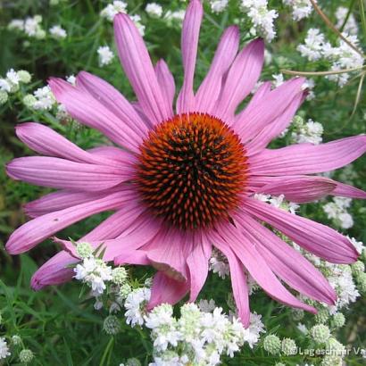 Echinacea purpurea