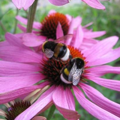 Echinacea purpurea