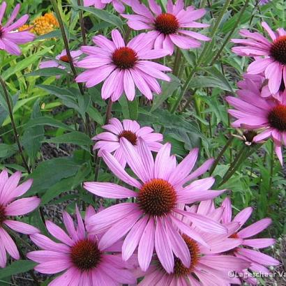 Echinacea purpurea