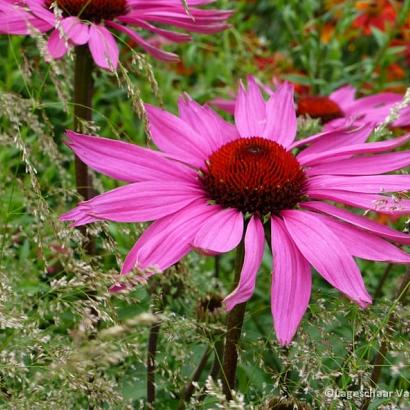 Echinacea purpurea