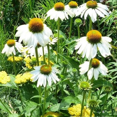 Echinacea p. 'Alba'