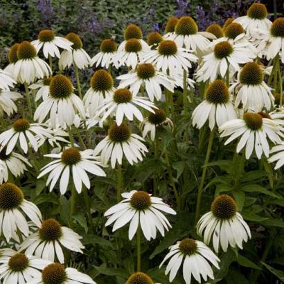 Echinacea p. 'Baby Swan White'