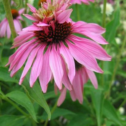 Echinacea p. 'Double-Decker'