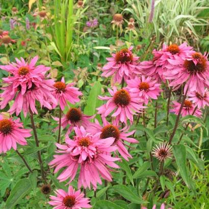 Echinacea p. 'Double-Decker'