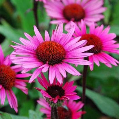 Echinacea p. 'Fatal Attraction'