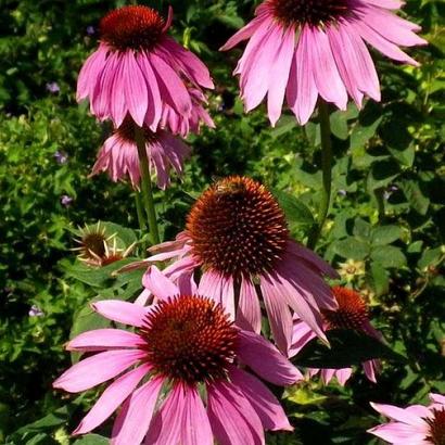 Echinacea p. 'Leuchtstern'