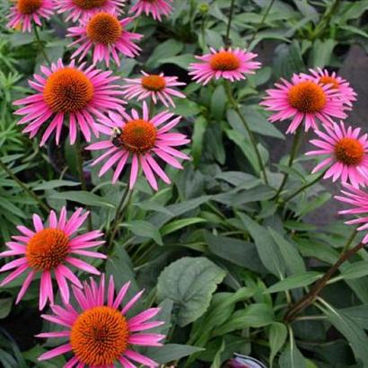 Echinacea p. 'Pica Bella'