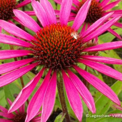 Echinacea p. 'Pica Bella'