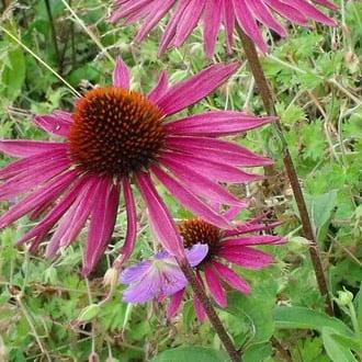 Echinacea p. 'Pica Bella'