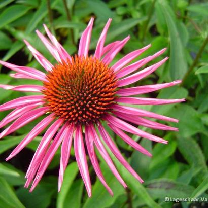 Echinacea p. 'Pica Bella'