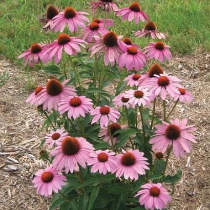 Echinacea purp. 'Prairie Splendor'