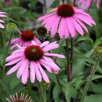 Echinacea purp. 'Prairie Splendor'