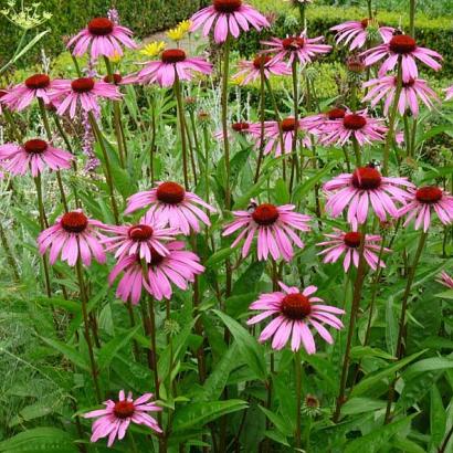 Echinacea p. 'Rubinstern'