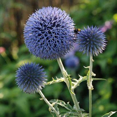 Echinops bannaticus 'Taplow Blue'