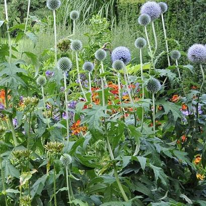 Echinops bannaticus 'Taplow Blue'