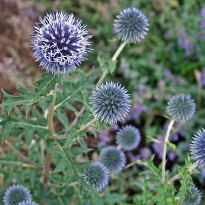 Echinops ritro