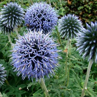 Echinops ritro 'Veitch's Blue'