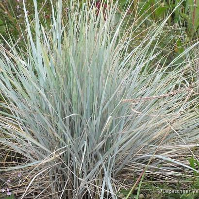 Elymus magellanicus