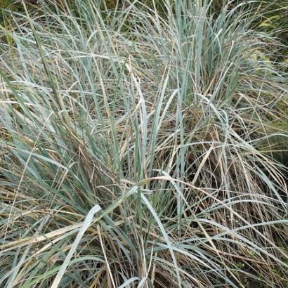 Elymus magellanicus