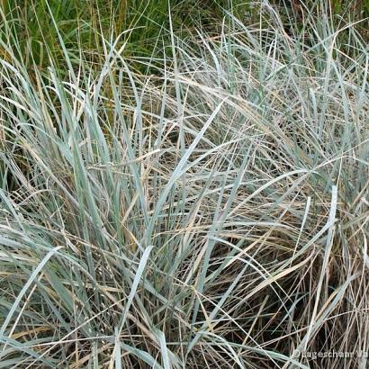 Elymus magellanicus