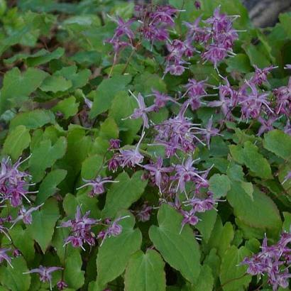 Epimedium gr. 'Lilafee'