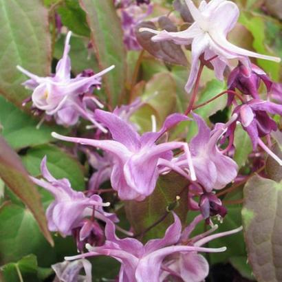 Epimedium gr. 'Lilafee'