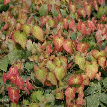 Epimedium rubrum