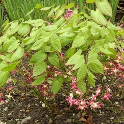 Epimedium rubrum