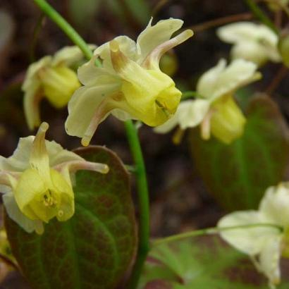 Epimedium versicolor 'Sulphureum'