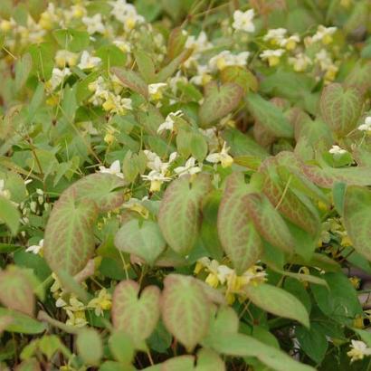 Epimedium versicolor 'Sulphureum'