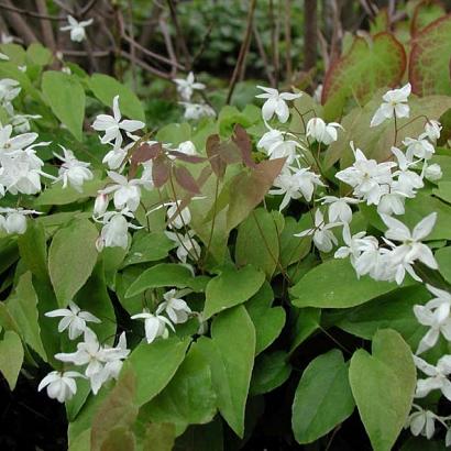 Epimedium y. 'Niveum'