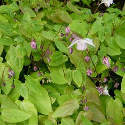 Epimedium y. 'Roseum'