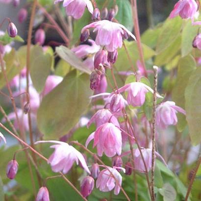 Epimedium y. 'Roseum'