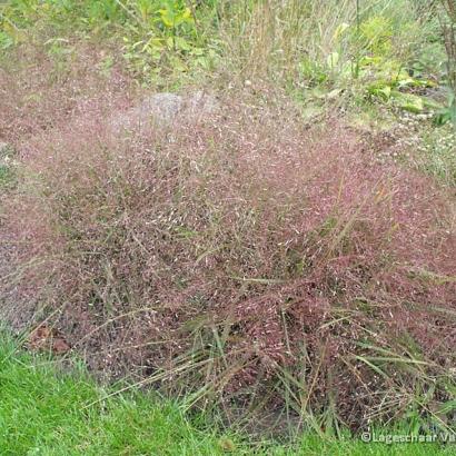 Eragrostis spectabilis