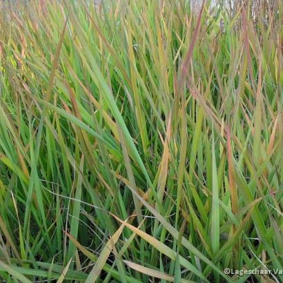 Eragrostis spectabilis