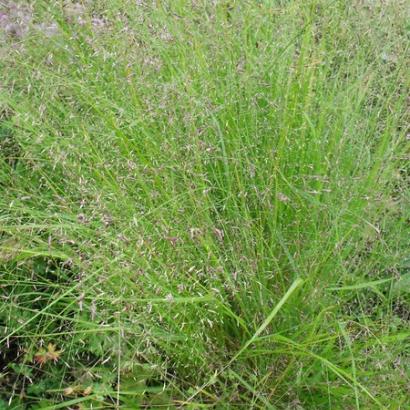 Eragrostis trichodes