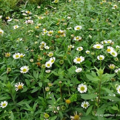 Erigeron karvinskianus