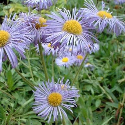 Erigeron speciosus 'Grandiflorus'