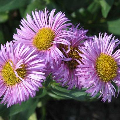 Erigeron 'Rosa Juwel'