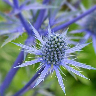 Eryngium planum