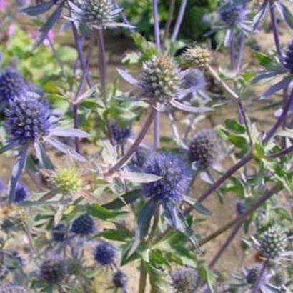 Eryngium planum 'Blauer Zwerg'