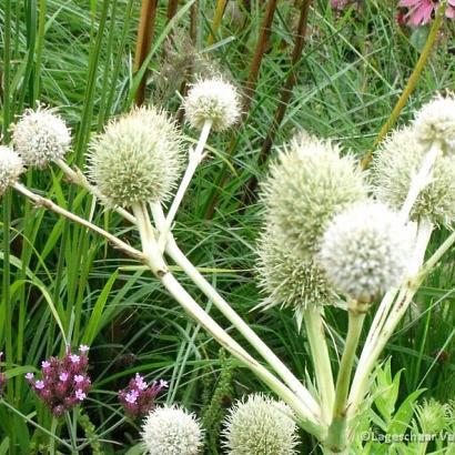 Eryngium yuccifolium