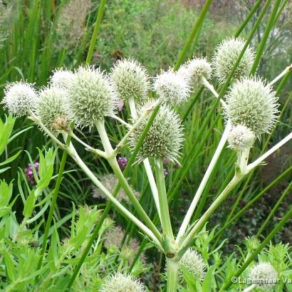 Eryngium yuccifolium