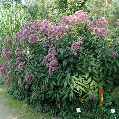 Eupatorium mac. 'Atropurpureum'