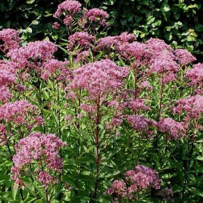 Eupatorium mac. 'Purple Bush'