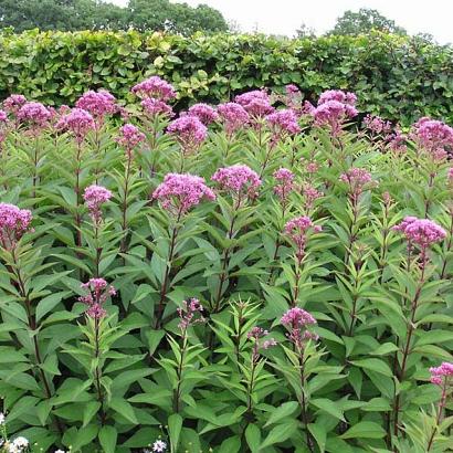 Eupatorium purpureum