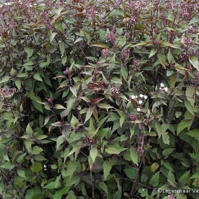 Eupatorium rugosum 'Chocolate'