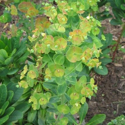 Euphorbia amygdal. robbiae