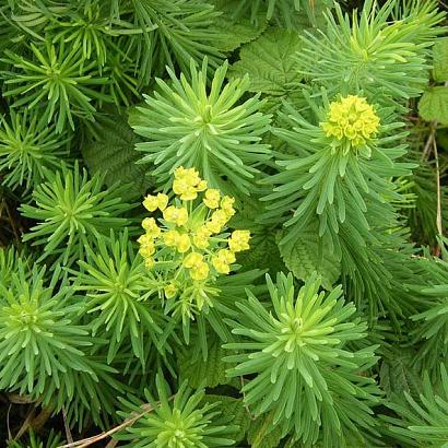 Euphorbia cyparissias